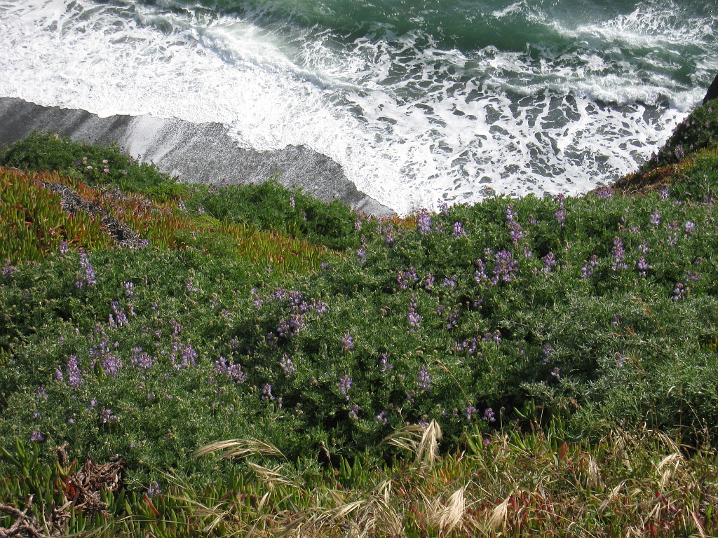 2011 Bay 2 Breakers Friday 0960.JPG - I was able to participate in the 100th annual running of the Bay to Breakers 12K race in San Francisco California. A weekend for sightseeing and racing.